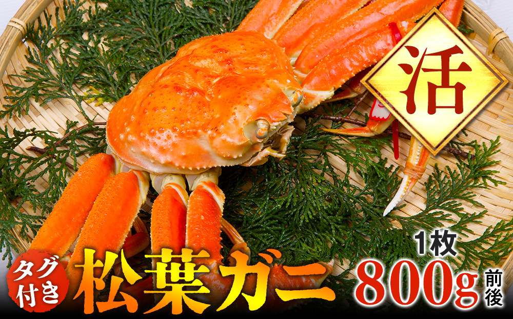 664.【活】タグ付き　松葉ガニ　大1枚（800g前後）◇【着日指定不可】※2025年11月上旬～2026年3月下旬頃に順次発送予定《かに カニ 蟹》