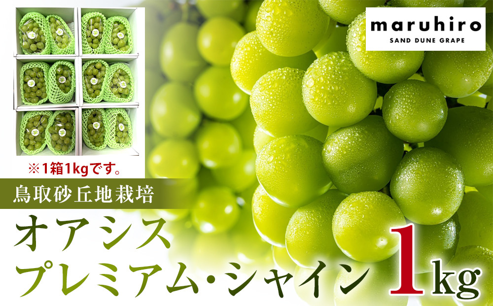 563.【先行予約】オアシス・プレミアム・シャイン 1kg（鳥取砂丘地栽培）｜ シャインマスカット 葡萄 ぶどう 産地直送 フルーツ 果物 甘い 人気 ※2026年8月下旬頃～10月下旬頃に順次発送