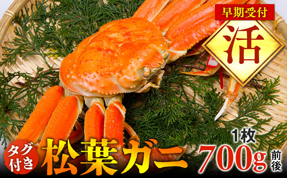 691.【早期受付】【活】タグ付き松葉ガニ　中1枚（700g前後）《かに カニ 蟹 ズワイガニ 》※着日指定不可※2026年11月上旬頃から順次発送予定