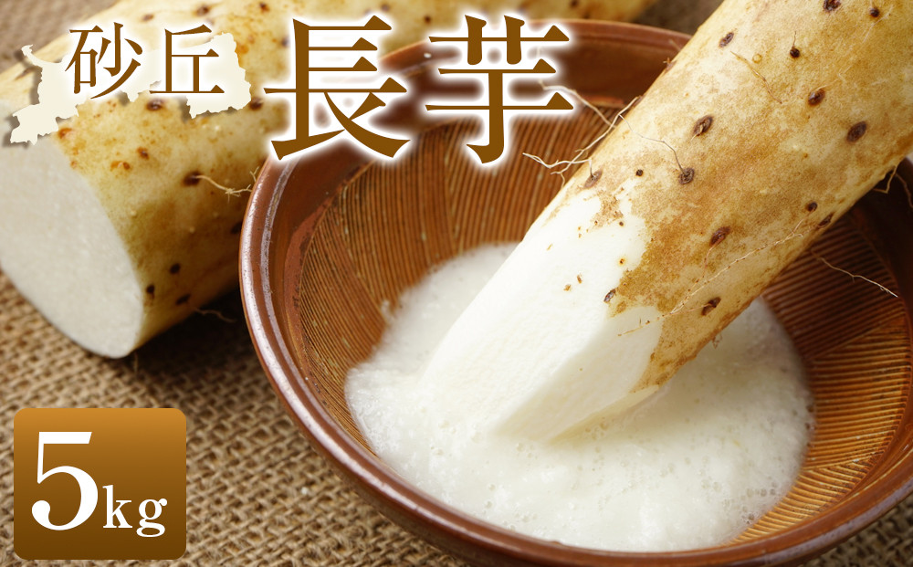 322.≪先行受注≫ 砂丘長芋　5kg ※2025年11月上旬～2026年3月下旬頃に順次発送予定