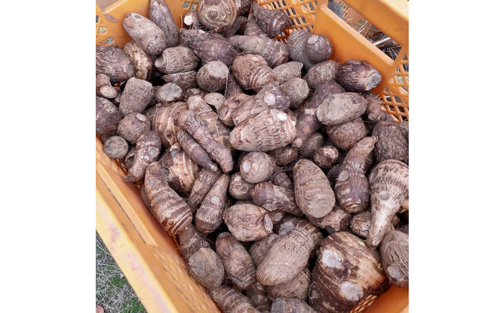 【鳥取県産】ねっとり濃厚 黄金里芋 10kg