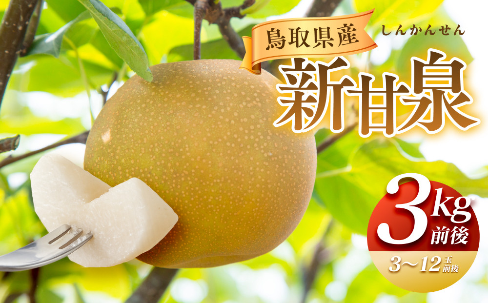 291.【先行予約】新甘泉　3kg前後（3～12玉前後）｜梨 なし 新甘泉 しんかんせん ◇※2026年8月下旬～9月下旬頃に順次発送予定