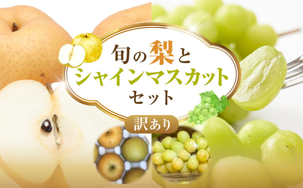 955.【先行予約】【訳あり】シャインマスカット（350ｇ前後）と旬の梨（5玉）セット≪ぶどう、マスカット、ブドウ、葡萄、なし 果物 フルーツ くだもの 鳥取県北栄町≫※8月下旬頃～9月中旬頃に順次発送