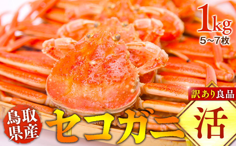 921.【活】鳥取県産　セコガニ　訳あり良品　1ｋg(5～7枚)《かに カニ 蟹 セコガニ※2026/11/6～2026/12/25に順次発送予定※着日指定不可  離島不可（北海道、沖縄本島は配送可能）