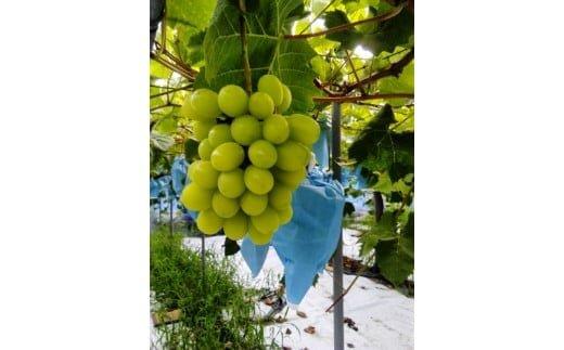 267.シャインマスカット（種なし）2kg前後（山本農園）　※2026年8月下旬～9月中旬頃に順次発送予定