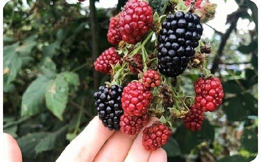 392.繝悶Λ繝繧ッ繝吶Μ繝シ繧ク繝」繝4譛ャ繧サ繝繝