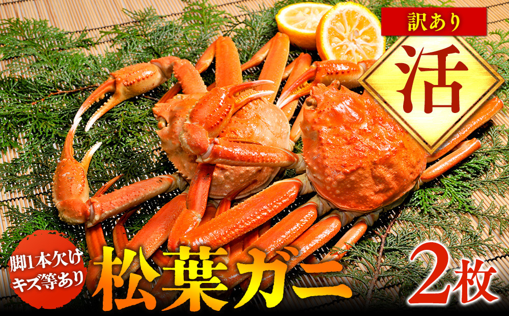 100.【活】訳あり　松葉ガニ　2枚◇※2025年11月上旬～2026年3月下旬頃に順次発送予定※着日指定不可