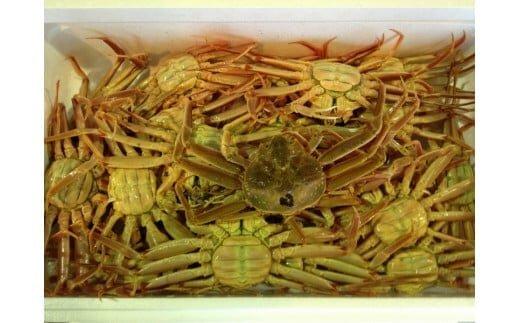 103.【活】鳥取県産 セコガニ 訳あり 良品 2kg※2026年11月上旬～12月下旬頃に順次発送予定◇