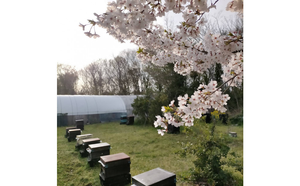 948.鳥取の花の香りを食卓へ。天然はちみつ3瓶セット（百花蜜、アカシア、トチ）67g×各1瓶（計3瓶） 蜂蜜 ハチミツ ハチ蜜 鳥取県産◇日本全国配送可能
