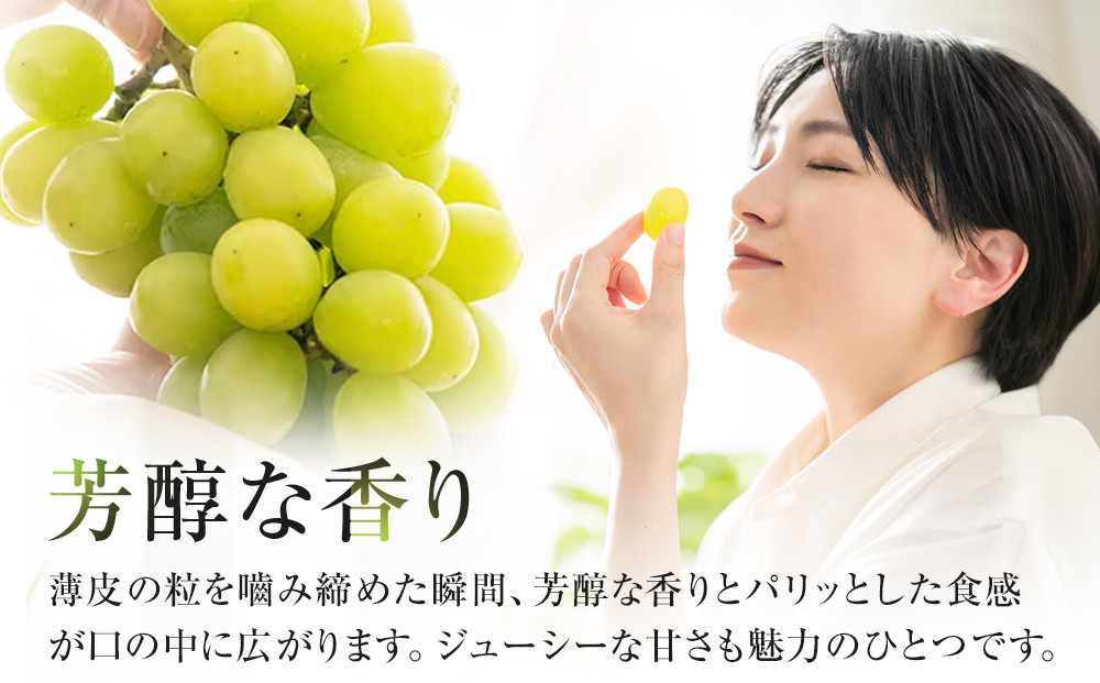 915.【先行予約】シャインマスカット 訳あり 家庭用 鳥取砂丘地産 1.4kg（350g×4パック） ※離島への配送不可 ※2026年8月下旬～10月下旬頃に順次発送予定