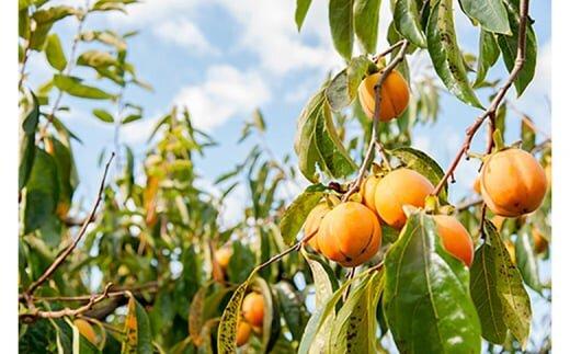 917.あんぽ柿・ころ柿のセット（各5個入り）