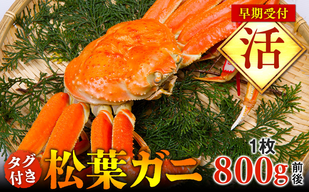 690.【早期受付】【活】タグ付き松葉ガニ　大1枚（800g前後）《かに カニ 蟹 ズワイガニ》※着日指定不可※2026年11月上旬頃から順次発送予定