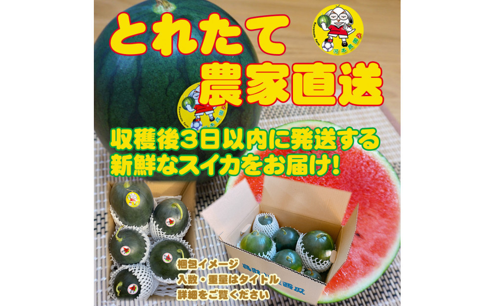 【先行予約】黒皮小玉スイカ 訳あり 鳥取県北栄町産 農家指定（こちらの返礼品は、大栄西瓜ではありません）