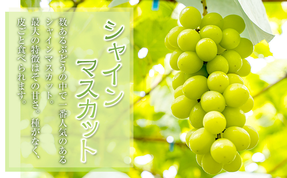 535.【先行予約】新甘泉6玉とシャインマスカット2房｜梨 なし 新甘泉 しんかんせん 産地直送 ぶどう シャインマスカット セット 鳥取県　※8月下旬～9月中旬頃に順次発送予定