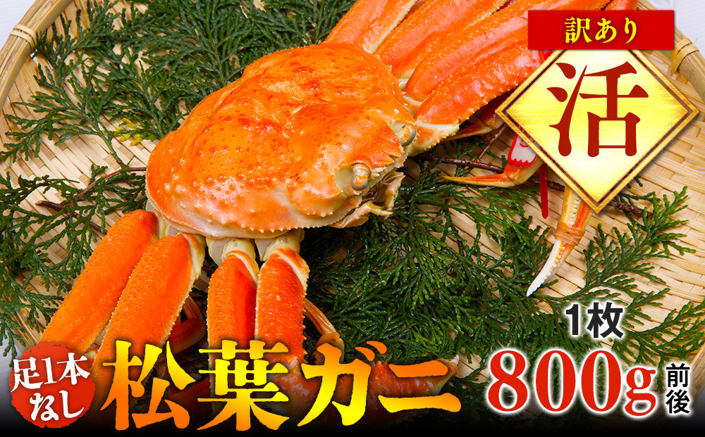 667.【活】足1本なし　訳あり　松葉ガニ　大1枚（800g前後）【着日指定不可】※2025年11月上旬～2026年3月下旬頃に順次発送予定《かに カニ 蟹》