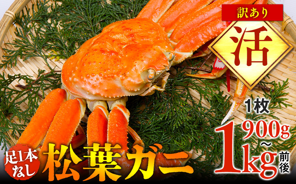 666.【活】足1本なし　訳あり　松葉ガニ　特大1枚（900g～1kg前後）【着日指定不可】※2025年11月上旬～2026年3月下旬に順次発送予定