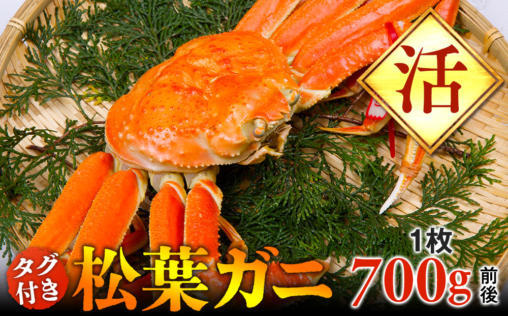 665.【活】タグ付き松葉ガニ　中1枚（700g前後）◇【着日指定不可】※2025年11月上旬～2026年3月下旬頃に順次発送予定《かに カニ 蟹》