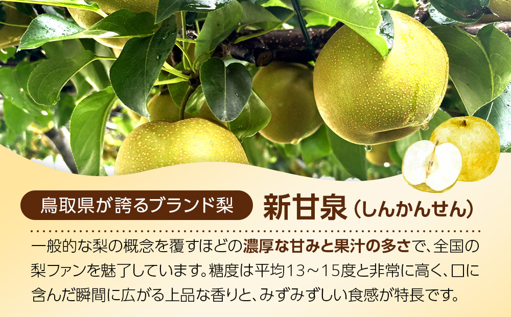 1121．【2026年度発送先行予約】数量限定　新甘泉　5kg