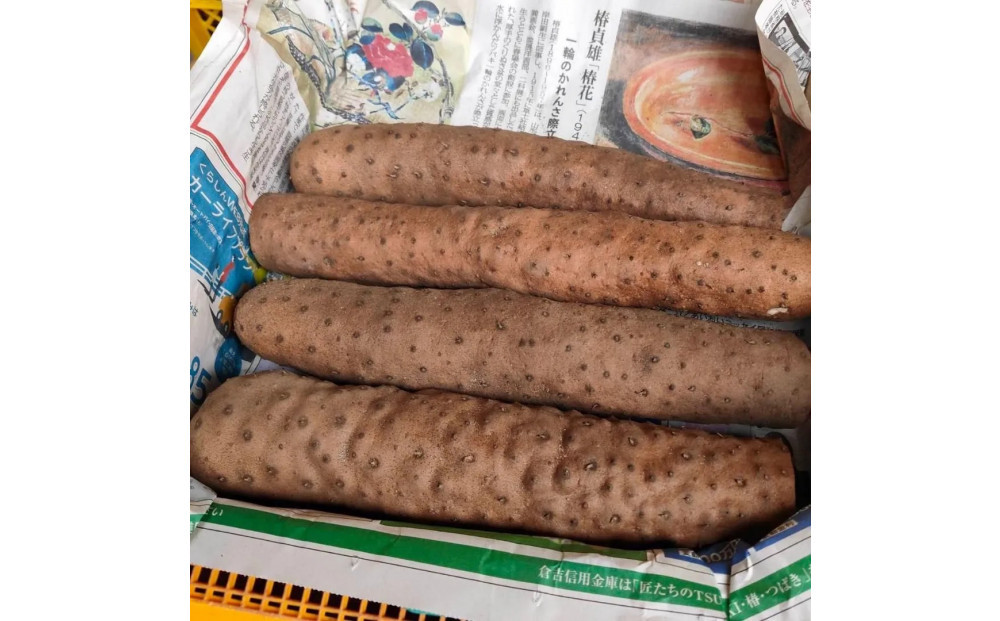 【鳥取県産】粘り抜群！ねばりっこ 5kg
