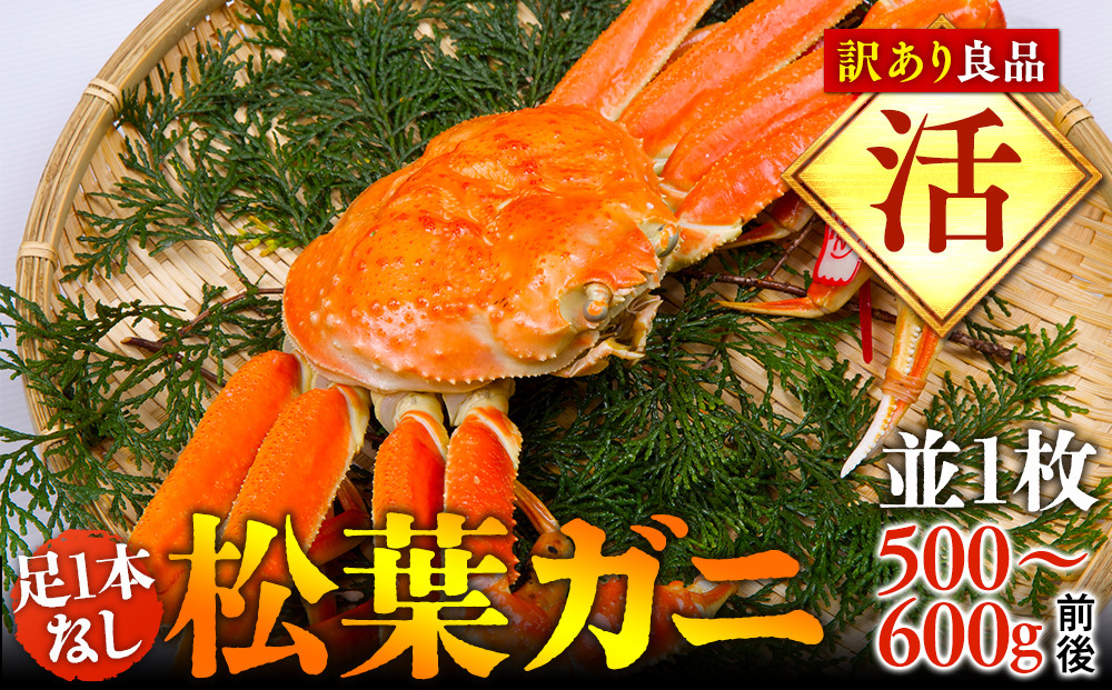 1021.【活】足1本なし　訳あり松葉ガニ　並1枚（500～600g前後）【着日指定不可】※2026年11月上旬～2027年3月下旬頃に順次発送予定《かに カニ 蟹》