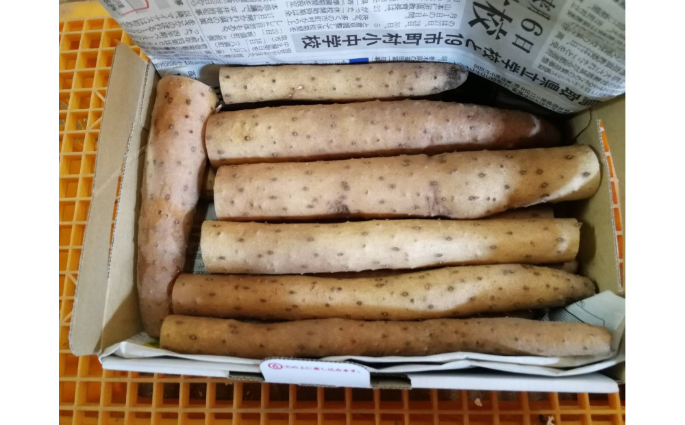 【鳥取県産】とろける触感 砂丘育ちの ながいも 3kg