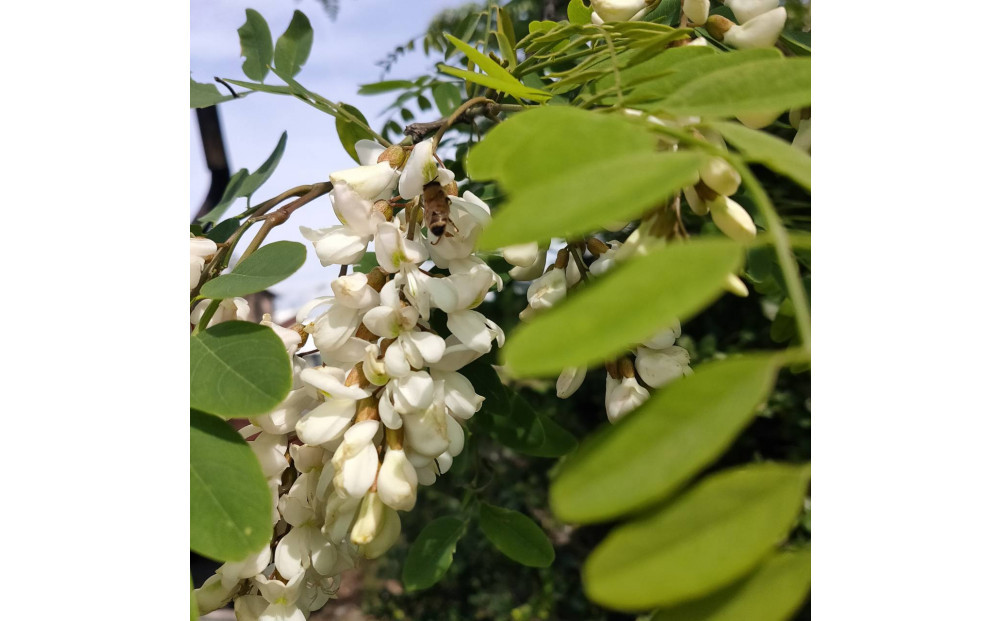 948.鳥取の花の香りを食卓へ。天然はちみつ3瓶セット（百花蜜、アカシア、トチ）67g×各1瓶（計3瓶） 蜂蜜 ハチミツ ハチ蜜 鳥取県産◇日本全国配送可能