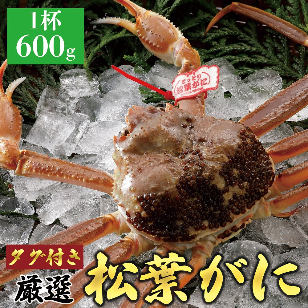 768.【活】≪2026年1月～2026年3月発送≫ 特撰 松葉がに【ブランドタグ付き】 600g超×1杯