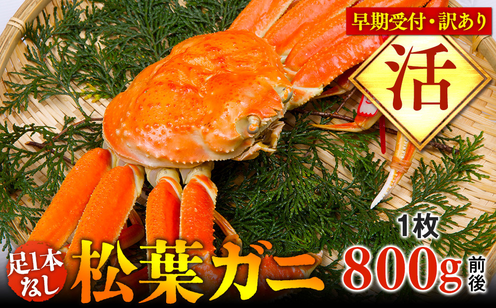 693.【早期受付】【活】足1本なし　訳あり　松葉ガニ　大1枚（800g前後）《かに カニ 蟹 ズワイガニ 》※着日指定不可※2026年11月上旬頃から順次発送予定
