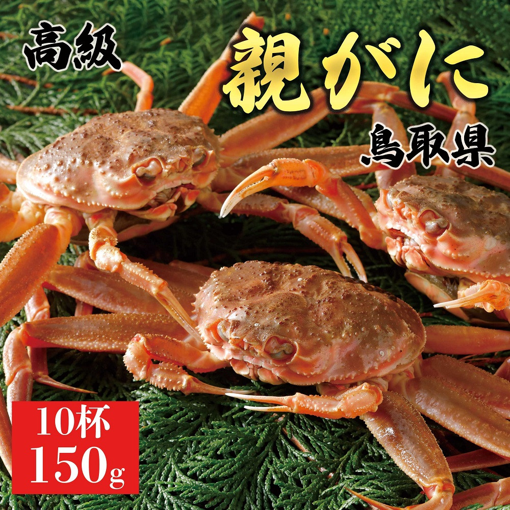 1064.【2026年12月発送】鳥取県産 特撰 親がに 姿【セコガニ】（なま）150g　10杯
