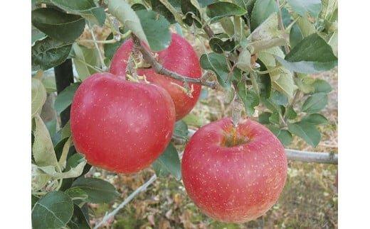 331.ãåçš®ã¯ããŸãããå£ç¯ã®ããã 10kgç®± â»2026幎10æäžæ¬ïœ10æäžæ¬é ã«é 次çºéäºå®