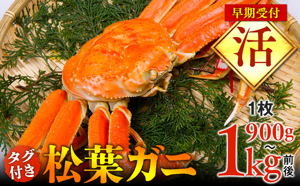 689.【早期受付】【活】タグ付き松葉ガニ　特大1枚（900g～1kg前後）《かに カニ 蟹》※着日指定不可※2026年11月上旬頃から順次発送予定