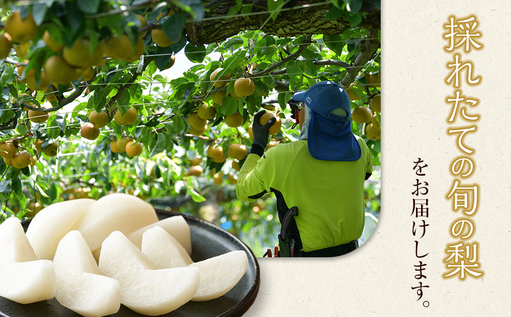 308.【先行予約】【品種はおまかせ】旬の梨ミックスセット 3kg　※2026年8月下旬～12月下旬頃に順次発送予定