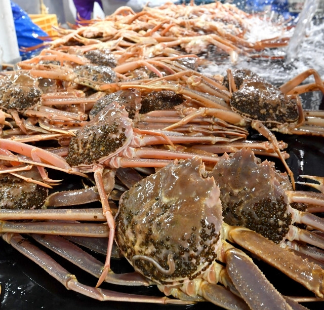 1102.【ボイル】訳あり　松葉ガニおまかせ2kg（3～7枚）※2025年11月上旬～2026年3月下旬頃に順次発送予定※着日指定不可