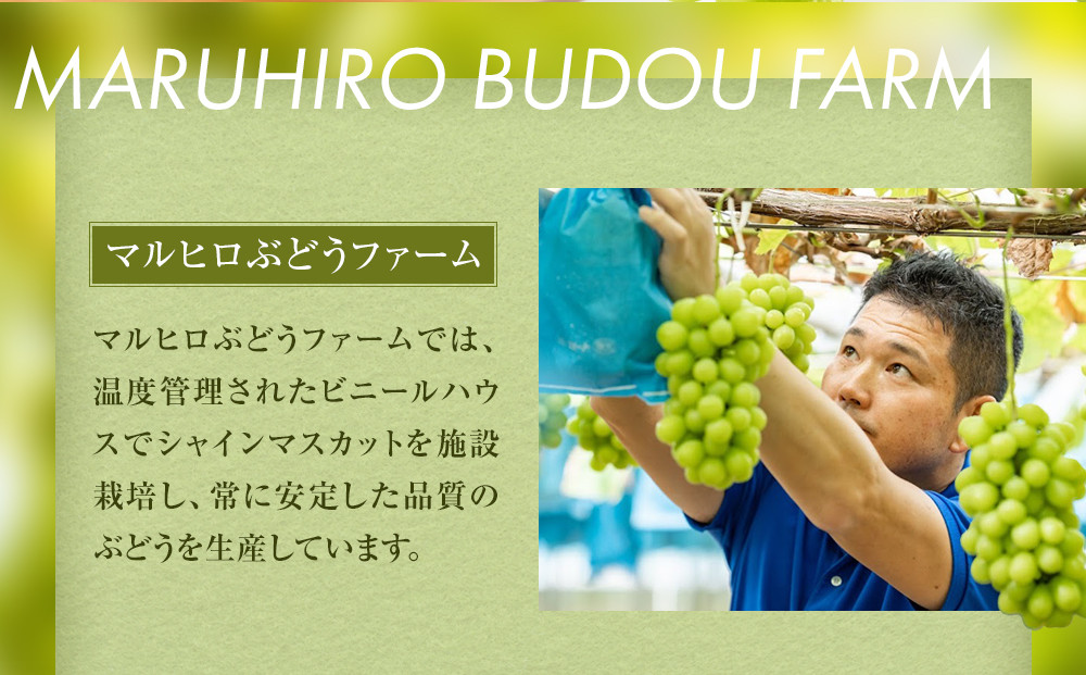 915.【先行予約】シャインマスカット 訳あり 家庭用 鳥取砂丘地産 1.4kg（350g×4パック） ※離島への配送不可 ※2026年8月下旬～10月下旬頃に順次発送予定