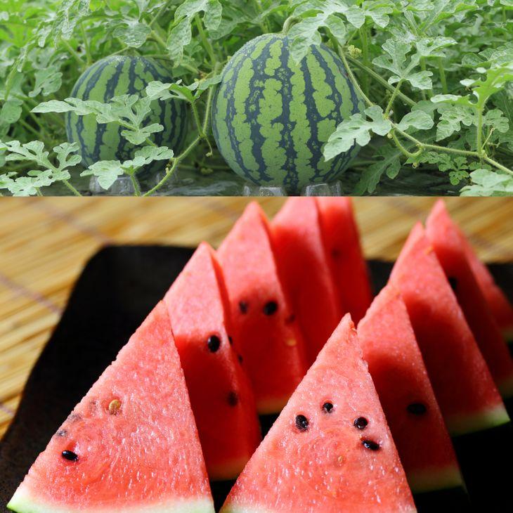 243.【先行予約】スイカM2玉　5kg以上2玉◇ ※5月下旬～8月中旬頃に順次発送予定（こちらの返礼品は、大栄西瓜ではありません）