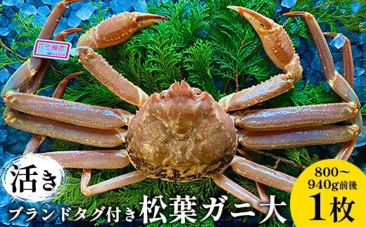 107.【活き】ブランドタグ付き松葉ガニ 大　800～940g前後　1枚《かに カニ 蟹 ズワイガニ》※2026年11月上旬～2027年3月上旬頃に順次発送予定
