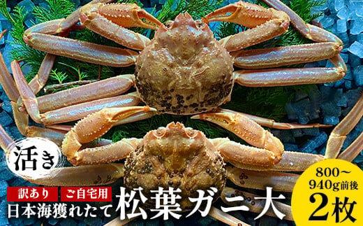 112.【活き】訳あり ご自宅用日本海獲れたて松葉ガニ 大　800～940g前後　2枚◇ ≪かに カニ 蟹 ズワイガニ≫　※2026年11月上旬～2027年3月上旬頃に順次発送予定