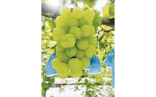 273.瀬戸ジャイアンツ（種なし）2kg前後（山本農園） ※2026年9月上旬～9月中旬頃に順次発送予定