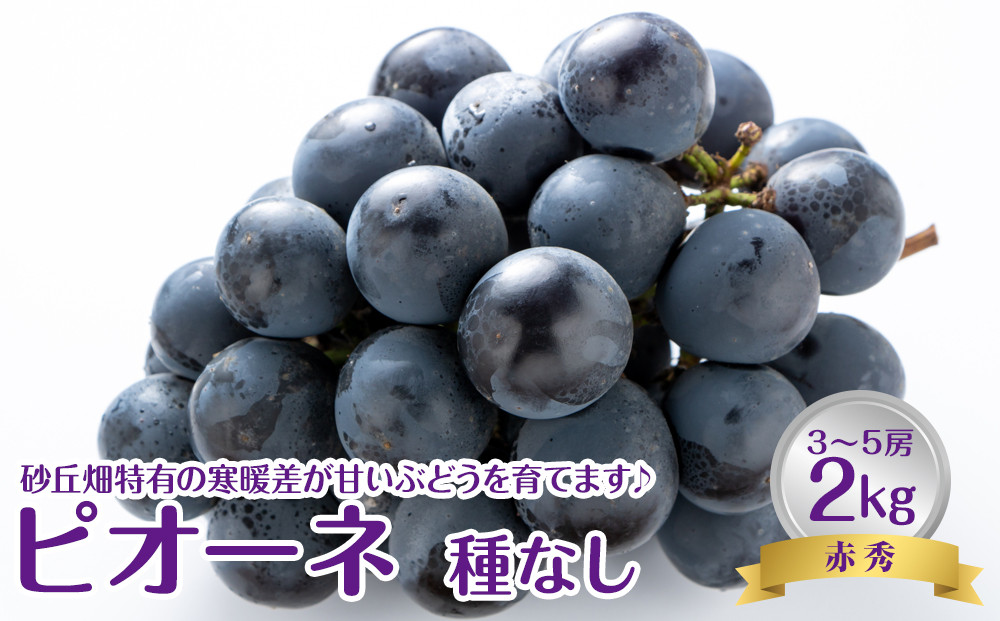 737.【先行予約】【ＪＡ】　ピオーネ（種なし）赤秀2kg箱（3～5房入）　※着日指定不可　※離島への配送不可　※2026年8月初旬頃～8月下旬頃に順次発送予定