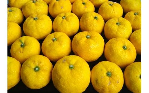 342.柚子（ゆず）玉 　2.6kg前後| 果物 食材 果汁 料理 風味 多田錦 産地直送　※2026年11月中旬～11月下旬頃に順次発送予定　※北海道・沖縄・離島への配送不可