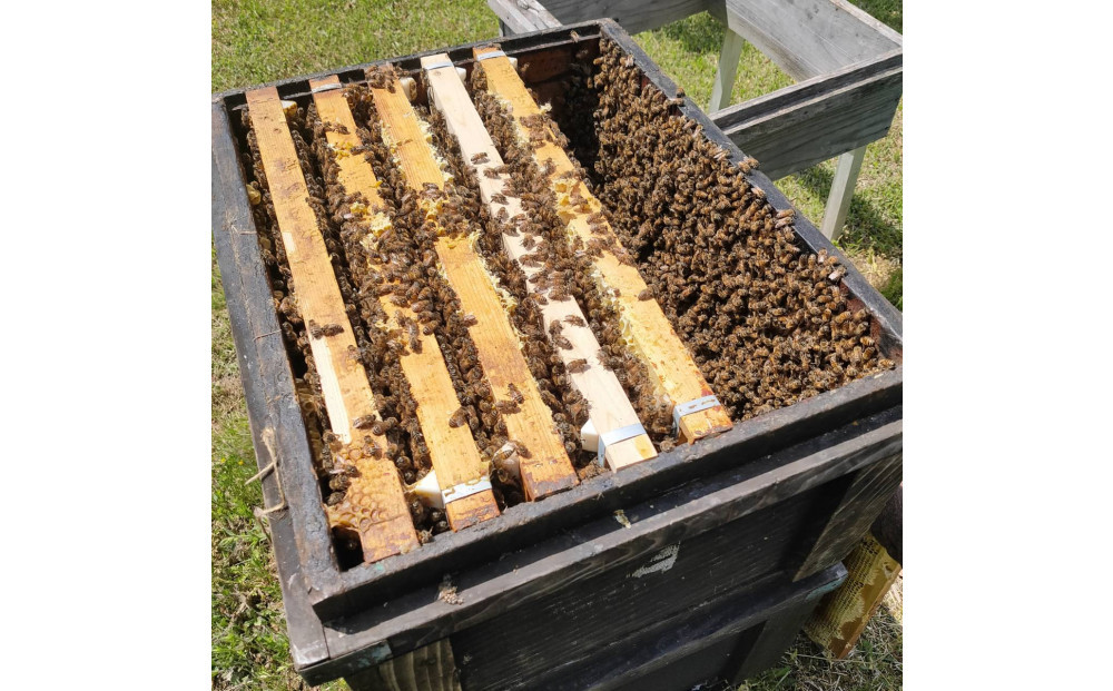 948.鳥取の花の香りを食卓へ。天然はちみつ3瓶セット（百花蜜、アカシア、トチ）67g×各1瓶（計3瓶） 蜂蜜 ハチミツ ハチ蜜 鳥取県産◇日本全国配送可能