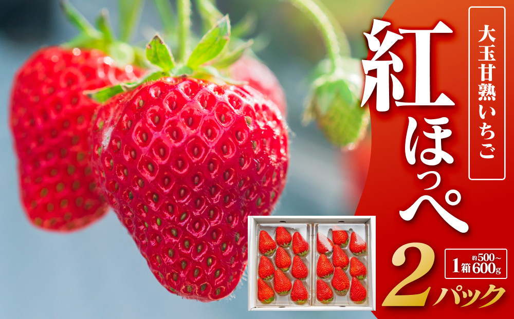 329.大玉甘熟いちご『紅ほっぺ』　※2026年1月中旬頃～2026年3月下旬頃に順次発送予定