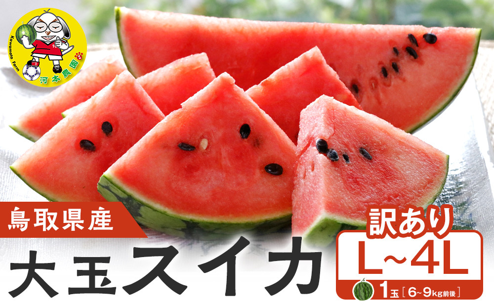 1115.【先行予約】鳥取県北栄町産 大玉スイカ 訳あり 1玉 6-9キロ前後L-4L（こちらの返礼品は、大栄西瓜ではありません）