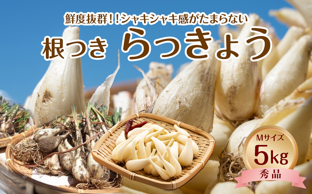 747.【先行予約】【ＪＡ】根付らっきょう　秀Ｍ・5kg箱　※着日指定不可　※離島への配送不可　※2026年5月中旬頃～6月中旬頃に順次発送予定