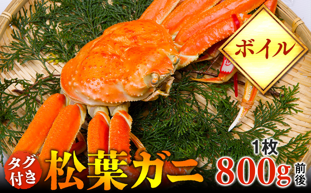 664.【ボイル】タグ付き　松葉ガニ　大1枚（800g前後）◇【着日指定不可】※2025年11月上旬～2026年3月下旬頃に順次発送予定《かに カニ 蟹》