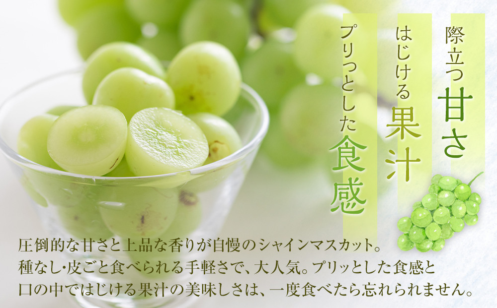 535.【先行予約】新甘泉6玉とシャインマスカット2房｜梨 なし 新甘泉 しんかんせん 産地直送 ぶどう シャインマスカット セット 鳥取県　※8月下旬～9月中旬頃に順次発送予定