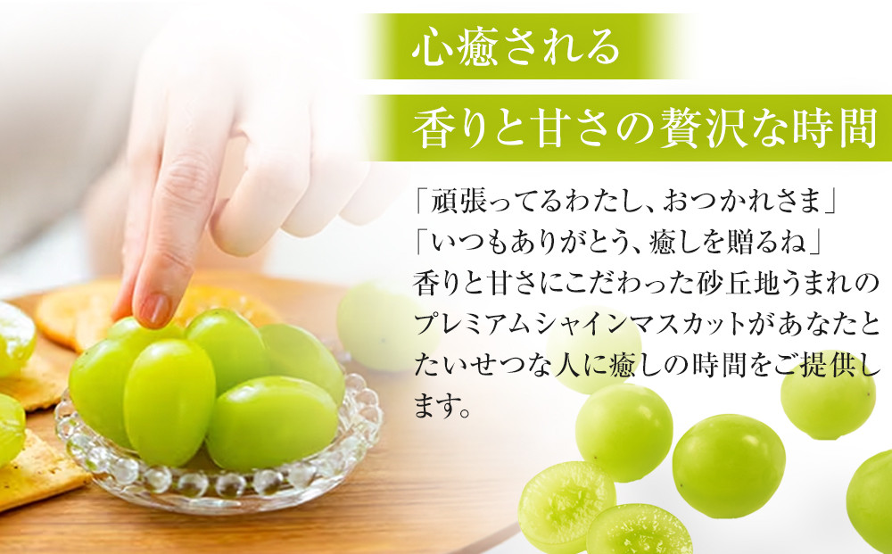 915.【先行予約】シャインマスカット 訳あり 家庭用 鳥取砂丘地産 1.4kg（350g×4パック） ※離島への配送不可 ※2026年8月下旬～10月下旬頃に順次発送予定