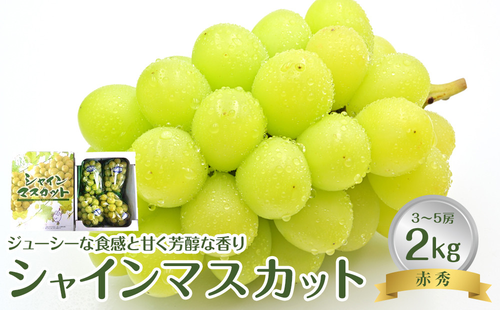 736.【先行予約】【ＪＡ】　シャインマスカット　赤秀2kg箱（3～5房入）　※着日指定不可　※離島への配送不可　※2026年9月初旬頃～9月中旬頃に順次発送予定