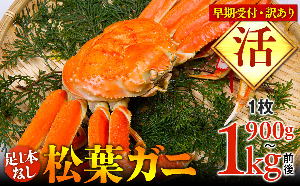 692.【早期受付】【活】足1本なし　訳あり　松葉ガニ　特大1枚（900g～1kg前後）《かに カニ 蟹 ズワイガニ 》※着日指定不可※2026年11月上旬頃から順次発送予定