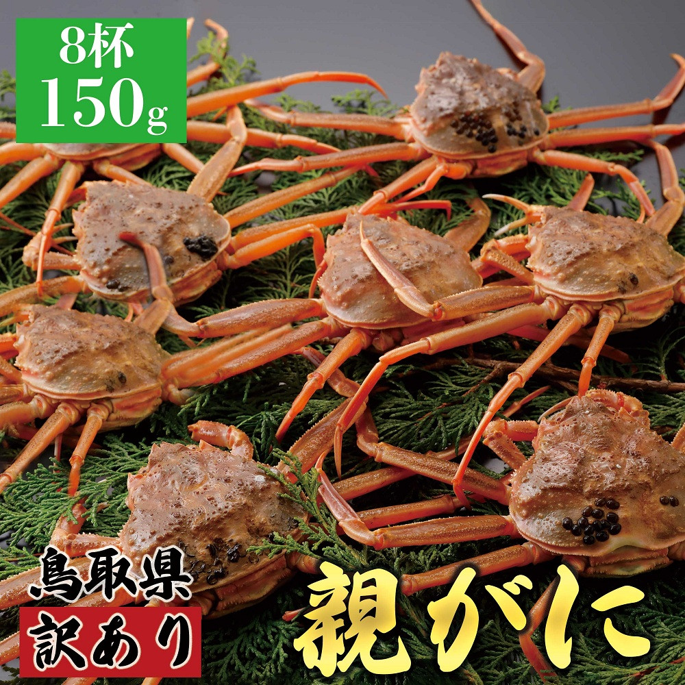 1069.【2026年12月発送】鳥取県産 特撰 親がに 姿【セコガニ】（なま）【訳あり】150g 8杯